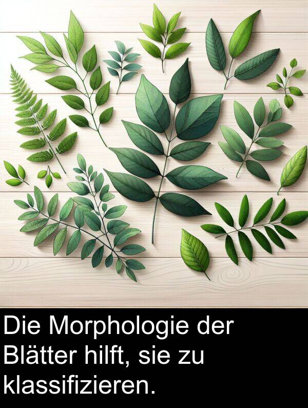 Morphologie: Die Morphologie der Blätter hilft, sie zu klassifizieren.