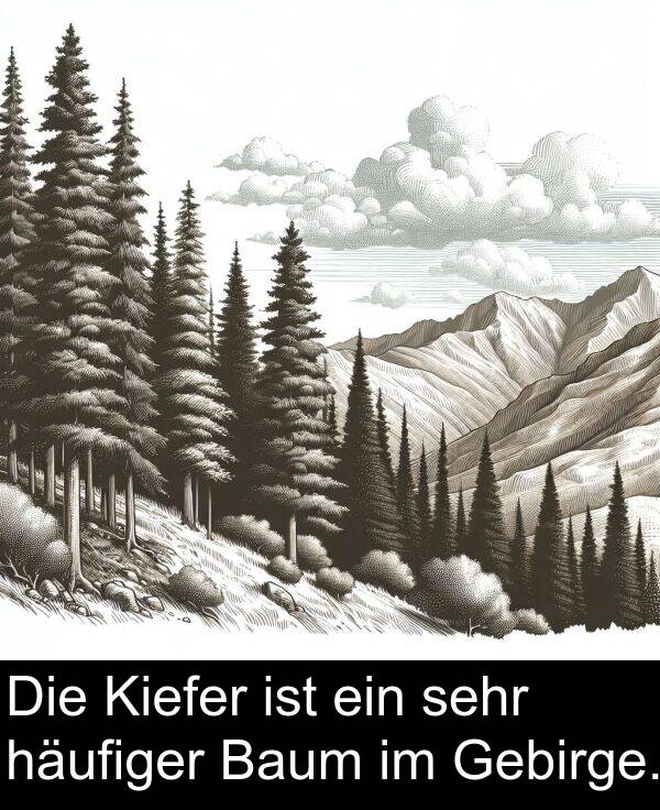 Baum: Die Kiefer ist ein sehr häufiger Baum im Gebirge.