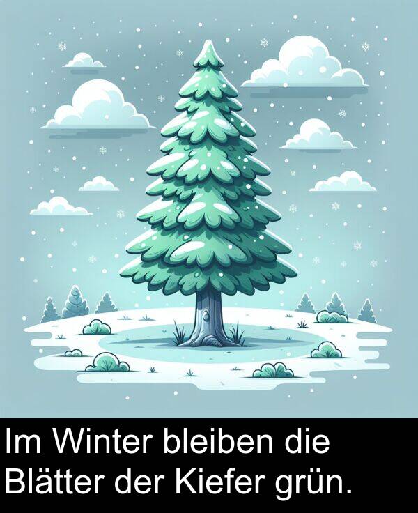 Winter: Im Winter bleiben die Blätter der Kiefer grün.