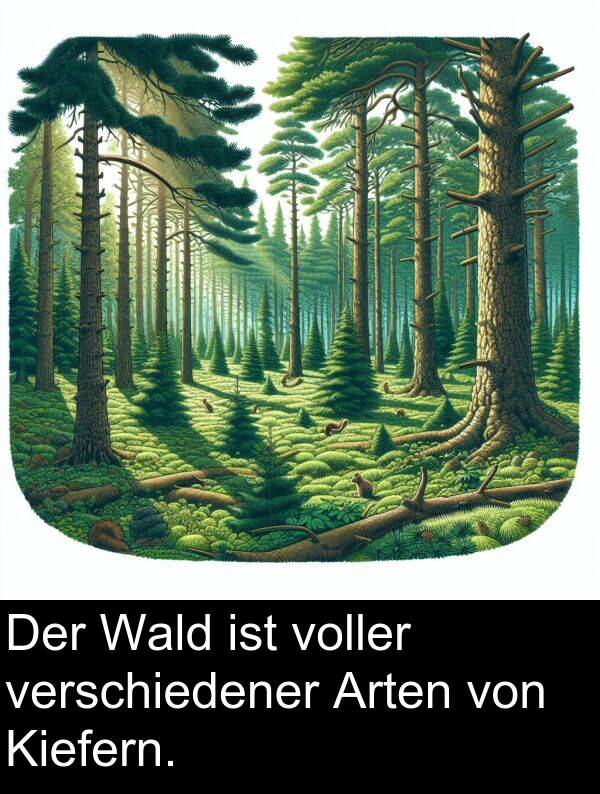 Wald: Der Wald ist voller verschiedener Arten von Kiefern.