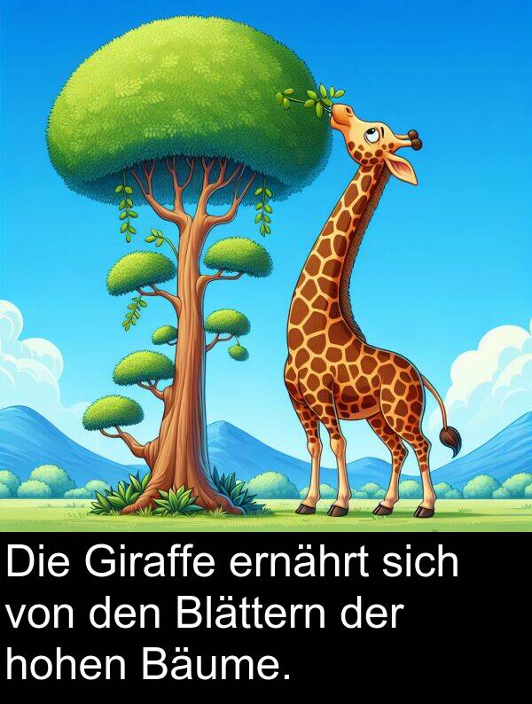 hohen: Die Giraffe ernährt sich von den Blättern der hohen Bäume.