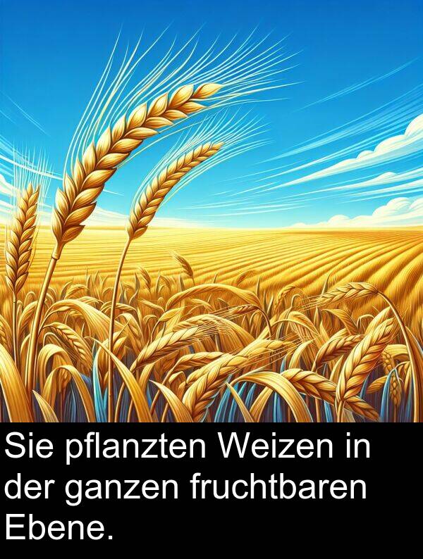 fruchtbaren: Sie pflanzten Weizen in der ganzen fruchtbaren Ebene.