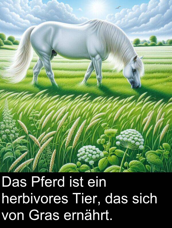 Pferd: Das Pferd ist ein herbivores Tier, das sich von Gras ernährt.