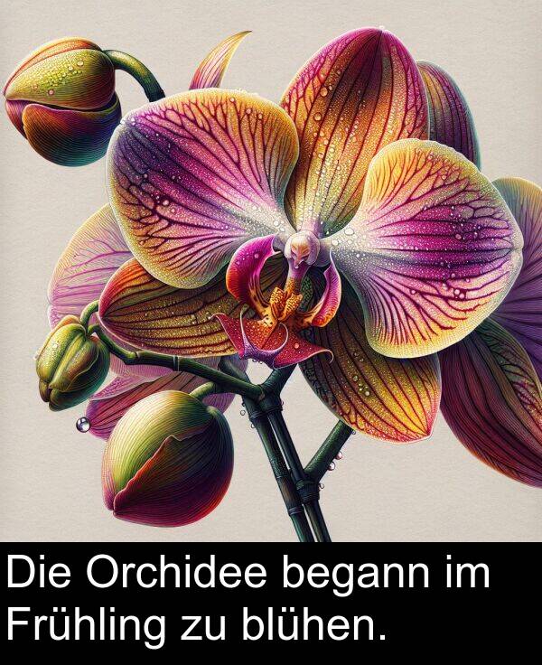 Frühling: Die Orchidee begann im Frühling zu blühen.