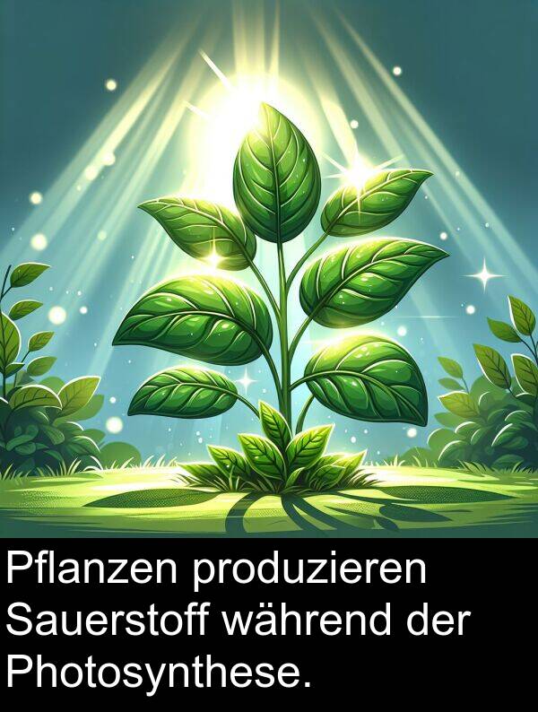 während: Pflanzen produzieren Sauerstoff während der Photosynthese.