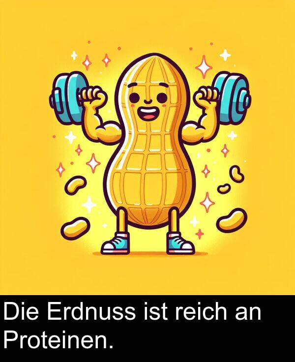 Die: Die Erdnuss ist reich an Proteinen.
