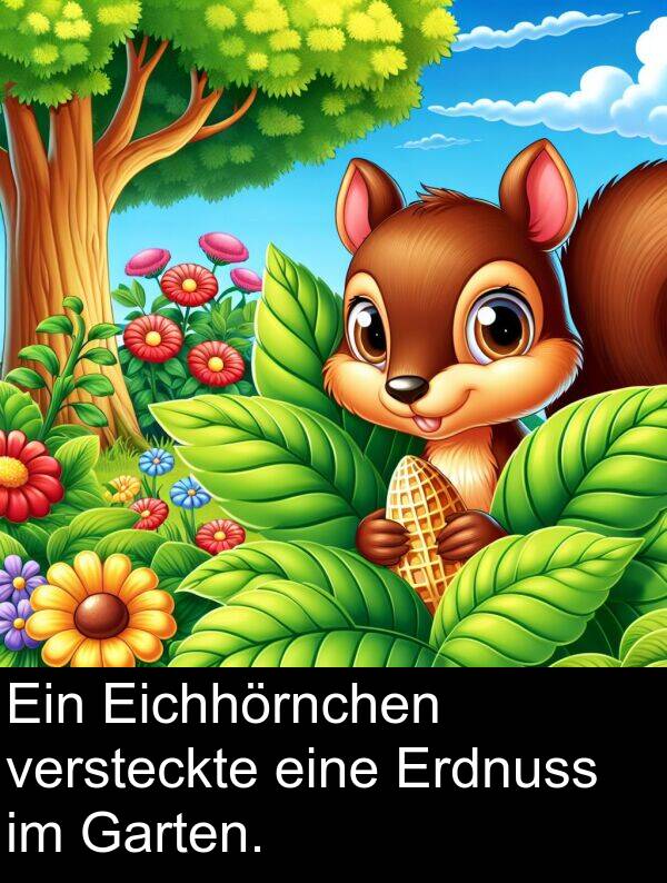 versteckte: Ein Eichhörnchen versteckte eine Erdnuss im Garten.