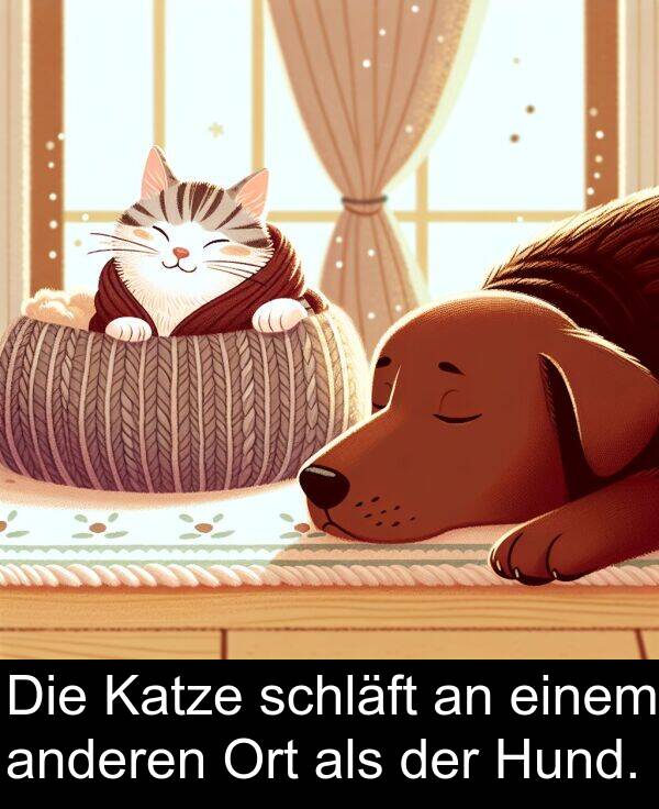 Hund: Die Katze schläft an einem anderen Ort als der Hund.