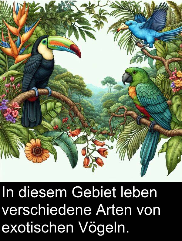 Gebiet: In diesem Gebiet leben verschiedene Arten von exotischen Vögeln.