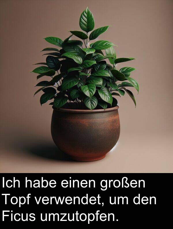 Ficus: Ich habe einen großen Topf verwendet, um den Ficus umzutopfen.