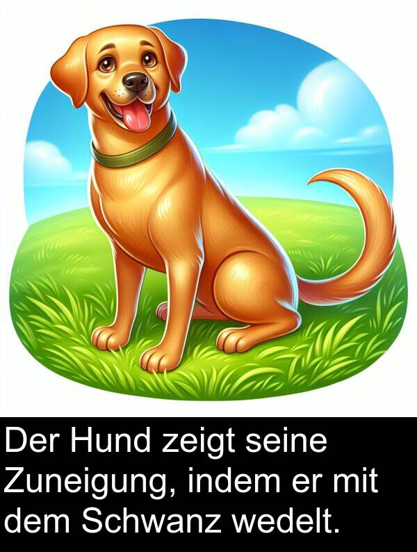 Zuneigung: Der Hund zeigt seine Zuneigung, indem er mit dem Schwanz wedelt.