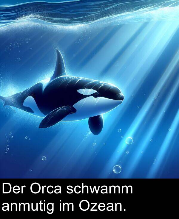 Der: Der Orca schwamm anmutig im Ozean.