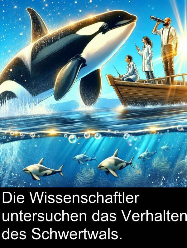 untersuchen: Die Wissenschaftler untersuchen das Verhalten des Schwertwals.