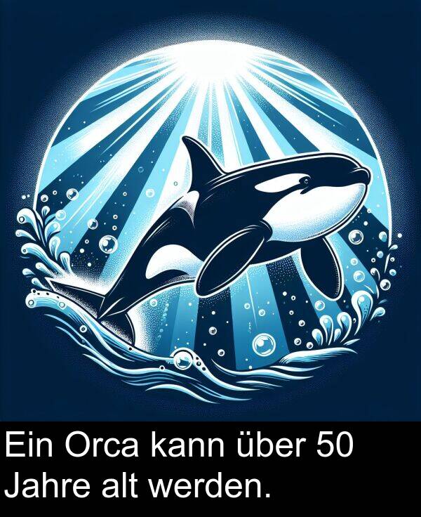 Ein: Ein Orca kann über 50 Jahre alt werden.
