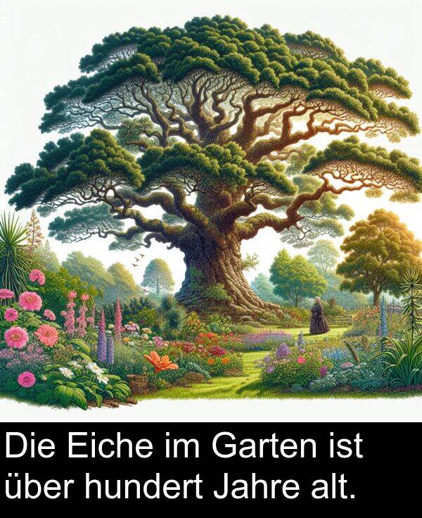 über: Die Eiche im Garten ist über hundert Jahre alt.