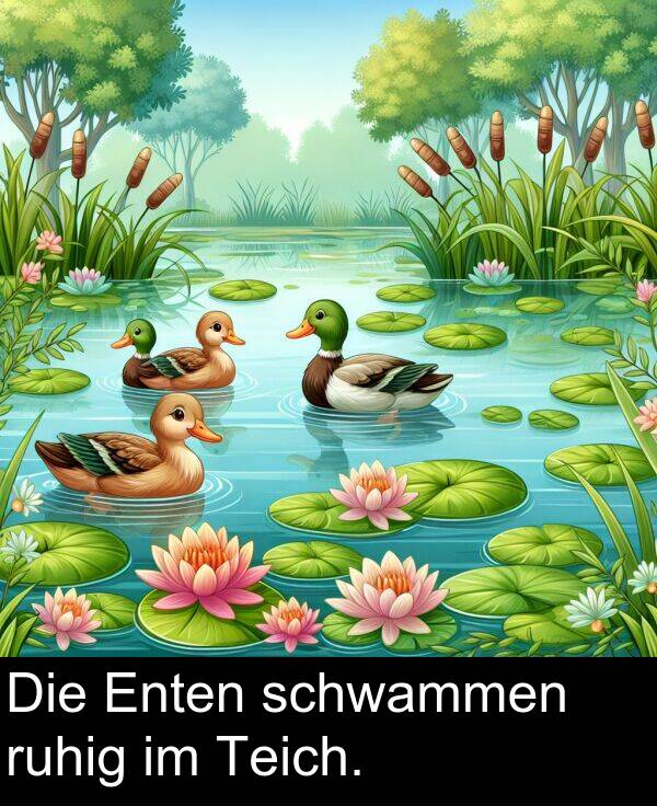 ruhig: Die Enten schwammen ruhig im Teich.