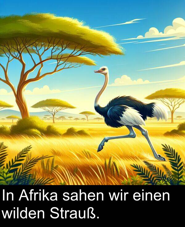 wir: In Afrika sahen wir einen wilden Strauß.