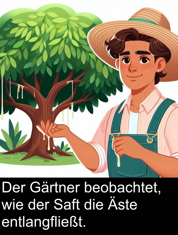 wie: Der Gärtner beobachtet, wie der Saft die Äste entlangfließt.