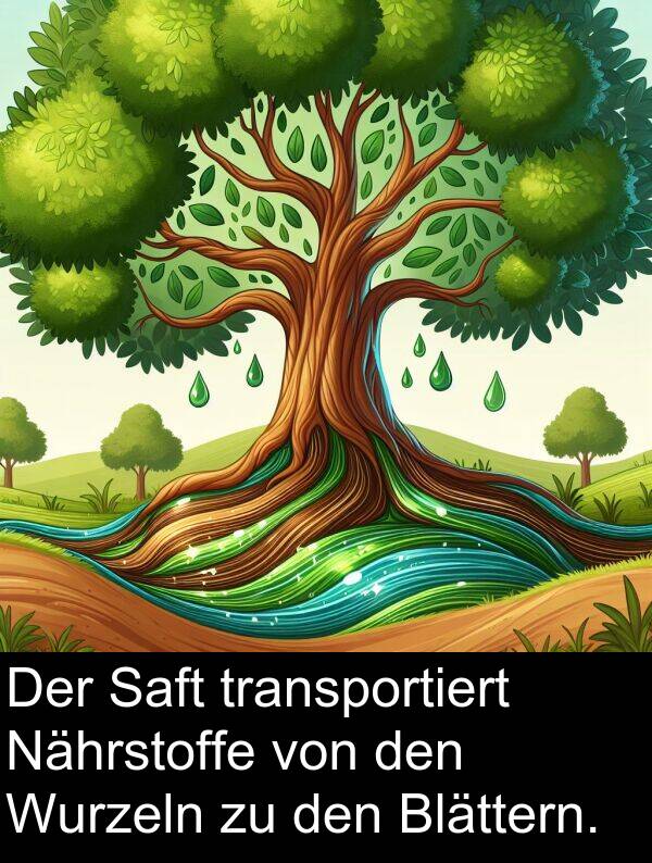 Nährstoffe: Der Saft transportiert Nährstoffe von den Wurzeln zu den Blättern.