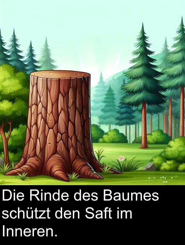 Rinde: Die Rinde des Baumes schützt den Saft im Inneren.