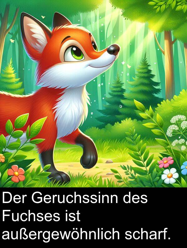 Fuchses: Der Geruchssinn des Fuchses ist außergewöhnlich scharf.
