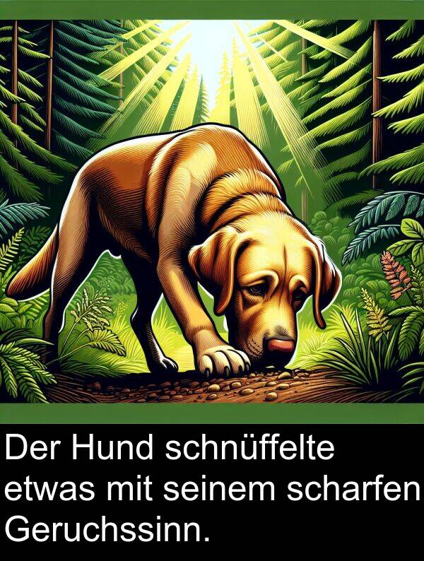 Hund: Der Hund schnüffelte etwas mit seinem scharfen Geruchssinn.