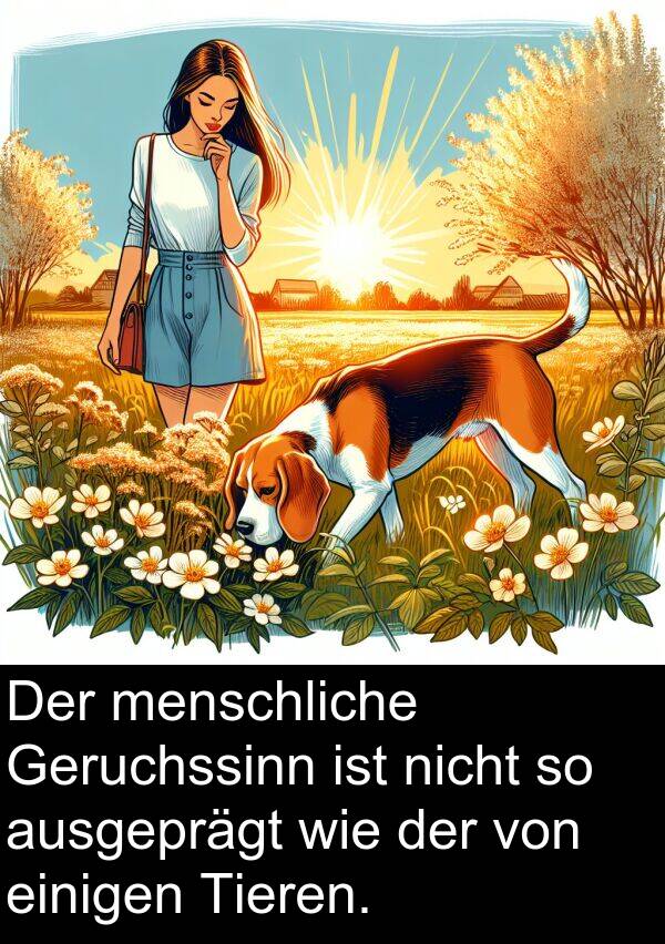 ausgeprägt: Der menschliche Geruchssinn ist nicht so ausgeprägt wie der von einigen Tieren.