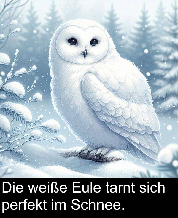 sich: Die weiße Eule tarnt sich perfekt im Schnee.