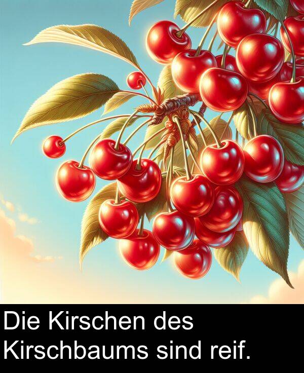 Die: Die Kirschen des Kirschbaums sind reif.