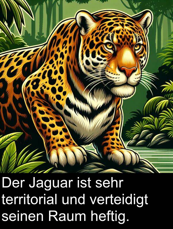 Jaguar: Der Jaguar ist sehr territorial und verteidigt seinen Raum heftig.