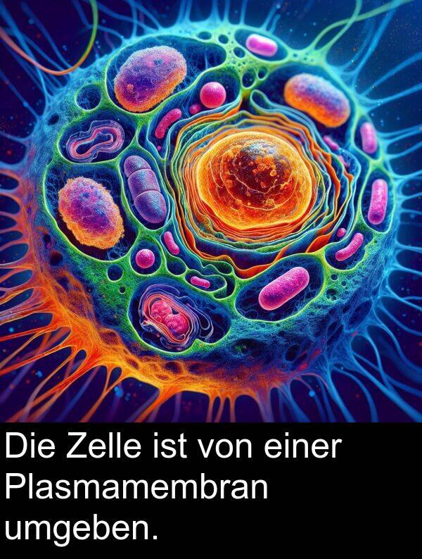 Plasmamembran: Die Zelle ist von einer Plasmamembran umgeben.