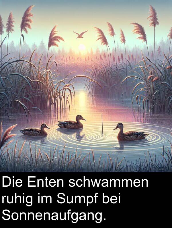ruhig: Die Enten schwammen ruhig im Sumpf bei Sonnenaufgang.