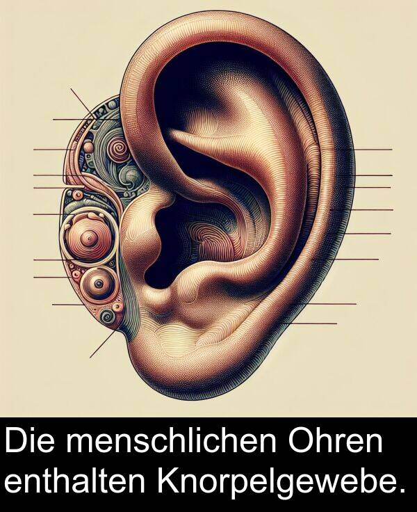 menschlichen: Die menschlichen Ohren enthalten Knorpelgewebe.