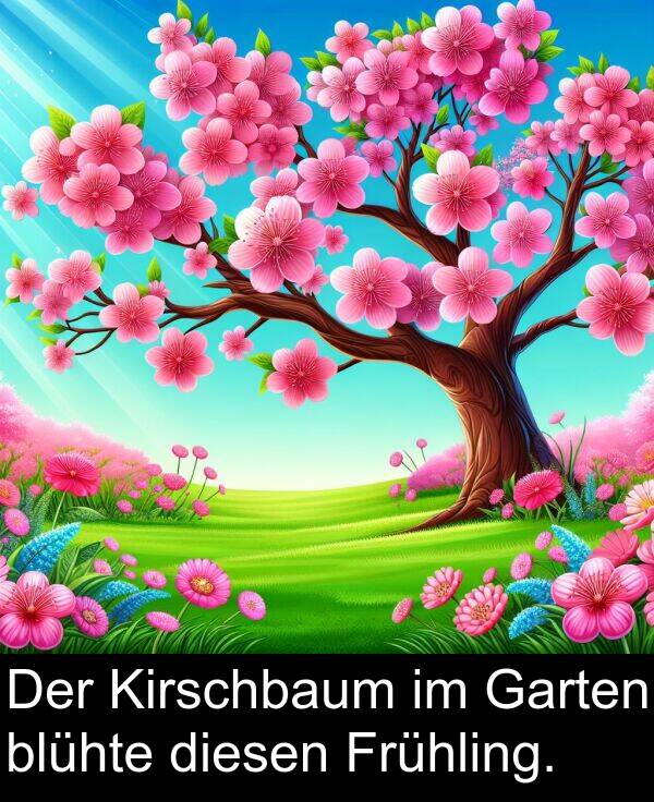 Frühling: Der Kirschbaum im Garten blühte diesen Frühling.