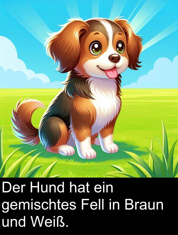 Fell: Der Hund hat ein gemischtes Fell in Braun und Weiß.