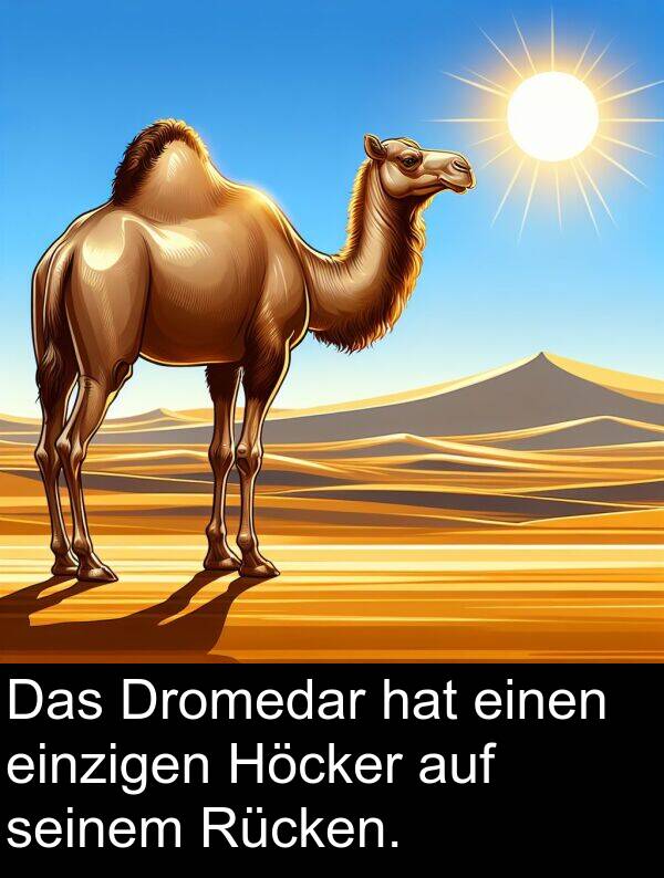 Dromedar: Das Dromedar hat einen einzigen Höcker auf seinem Rücken.