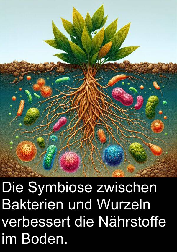 Nährstoffe: Die Symbiose zwischen Bakterien und Wurzeln verbessert die Nährstoffe im Boden.