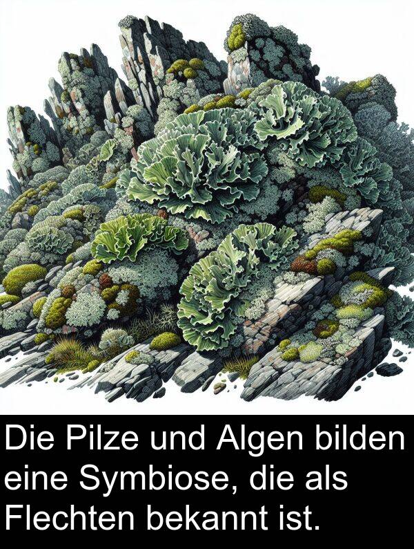 Flechten: Die Pilze und Algen bilden eine Symbiose, die als Flechten bekannt ist.