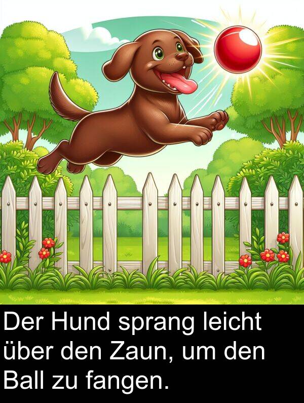fangen: Der Hund sprang leicht über den Zaun, um den Ball zu fangen.