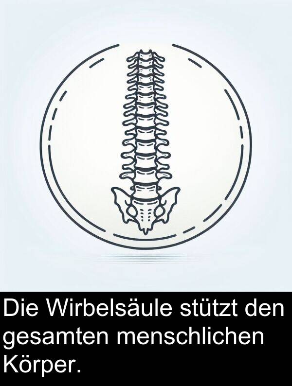 Wirbelsäule: Die Wirbelsäule stützt den gesamten menschlichen Körper.