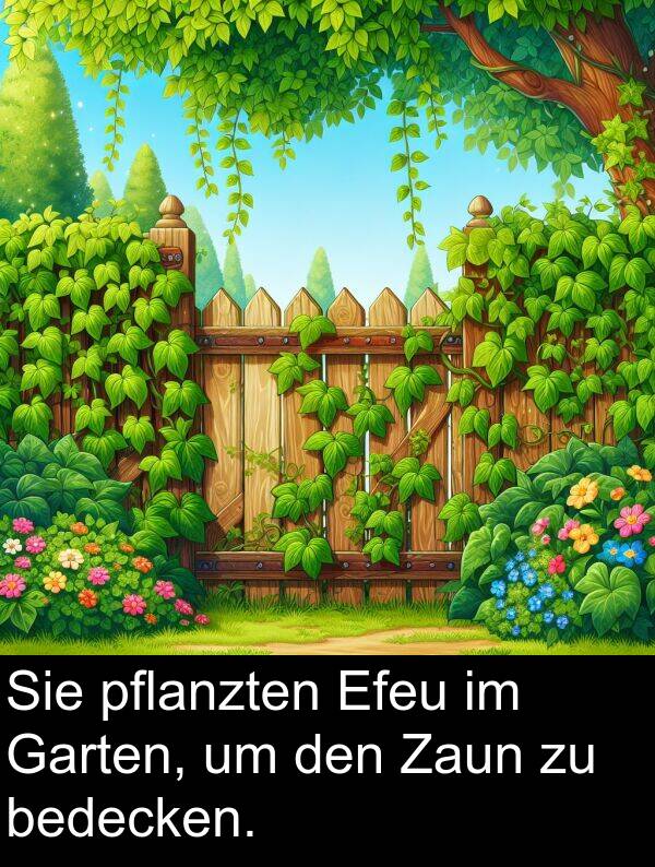 Efeu: Sie pflanzten Efeu im Garten, um den Zaun zu bedecken.