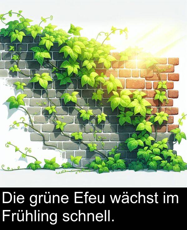 wächst: Die grüne Efeu wächst im Frühling schnell.