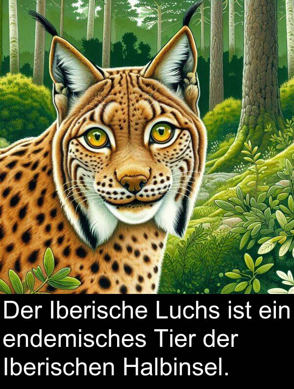 Iberische: Der Iberische Luchs ist ein endemisches Tier der Iberischen Halbinsel.