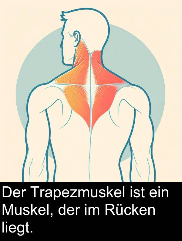 Rücken: Der Trapezmuskel ist ein Muskel, der im Rücken liegt.