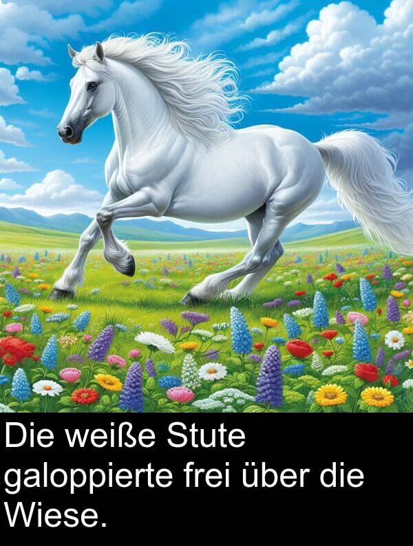 über: Die weiße Stute galoppierte frei über die Wiese.