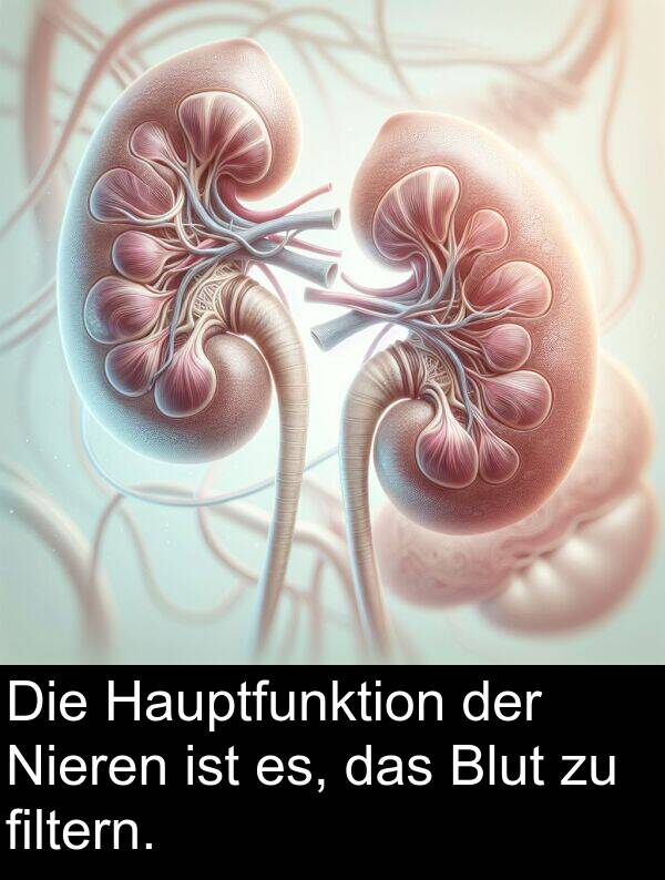 filtern: Die Hauptfunktion der Nieren ist es, das Blut zu filtern.