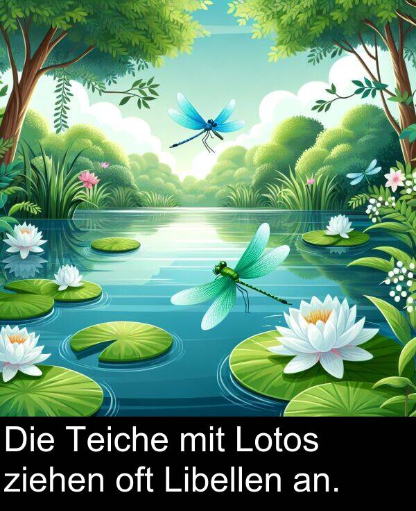 Libellen: Die Teiche mit Lotos ziehen oft Libellen an.