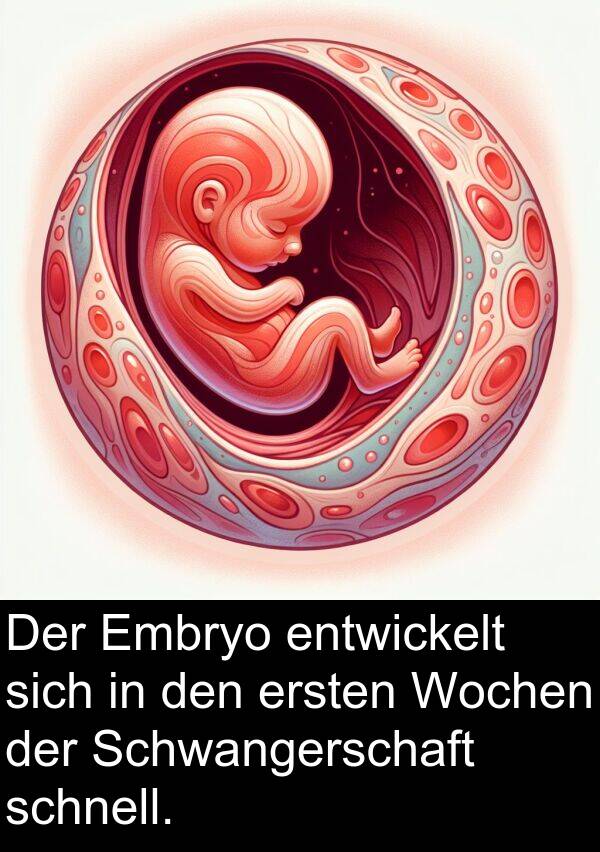 Wochen: Der Embryo entwickelt sich in den ersten Wochen der Schwangerschaft schnell.
