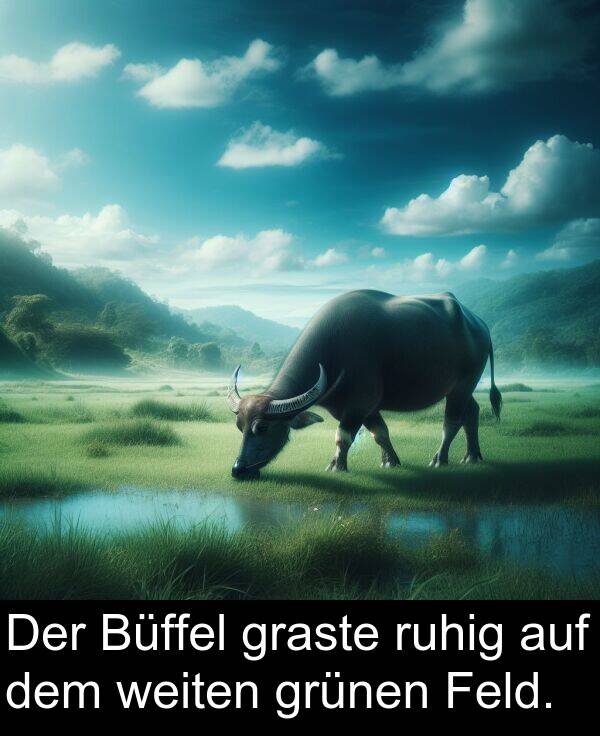 Feld: Der Büffel graste ruhig auf dem weiten grünen Feld.