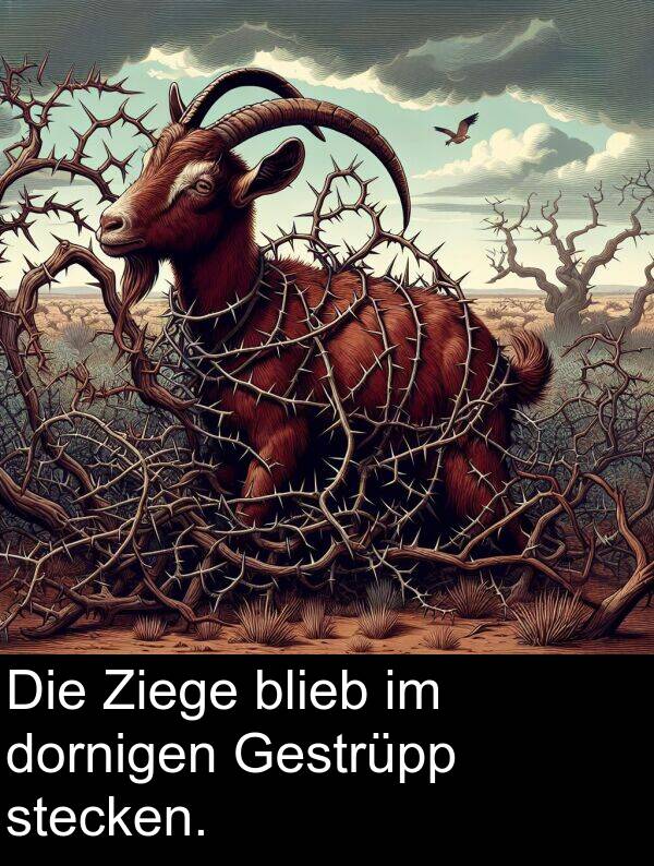 stecken: Die Ziege blieb im dornigen Gestrüpp stecken.